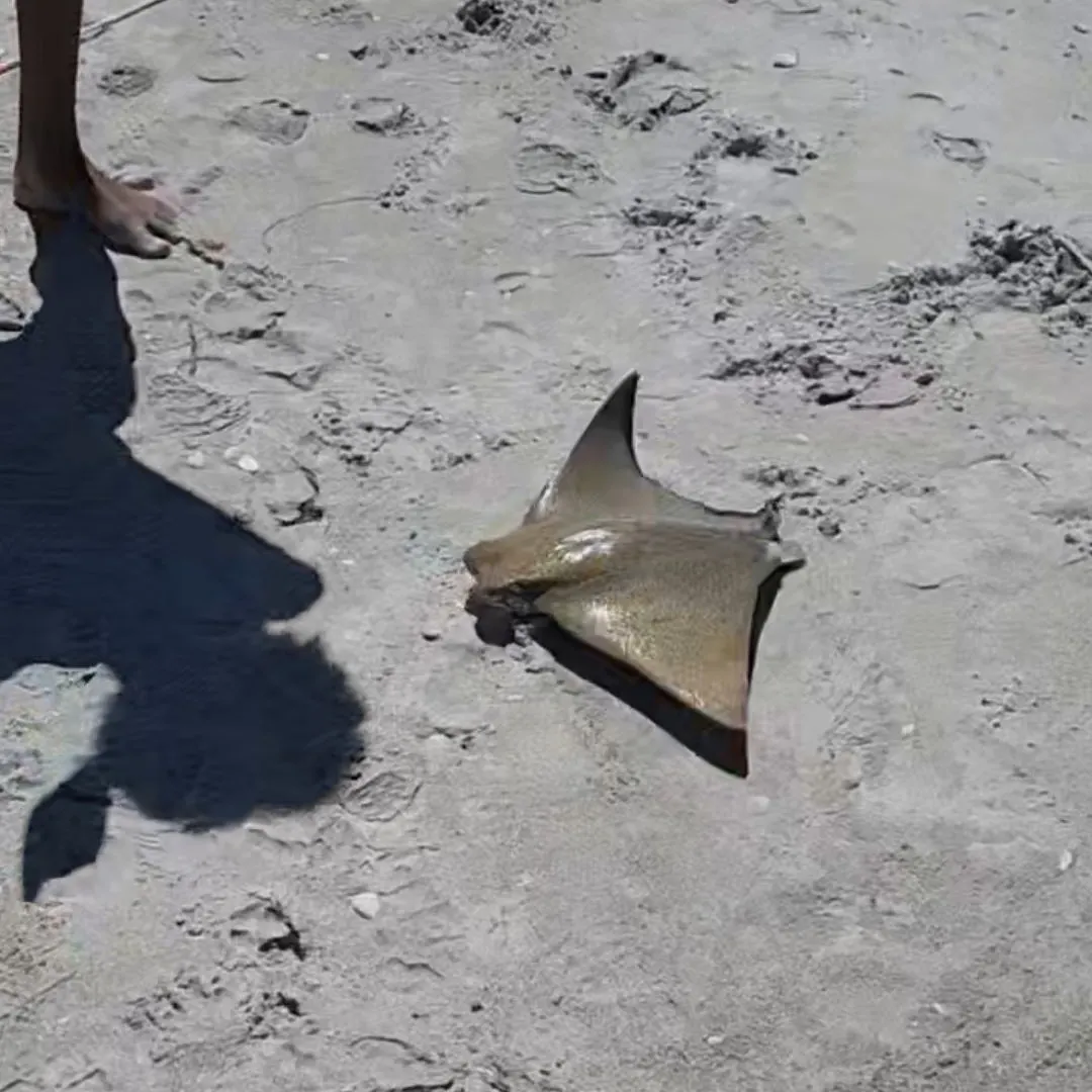 The most recent Pelagic stingray catches on Fishbrain