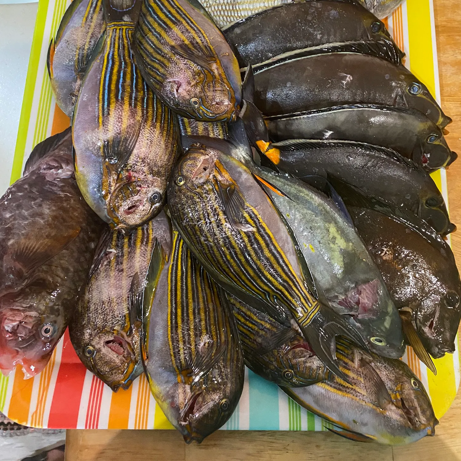 recently logged catches