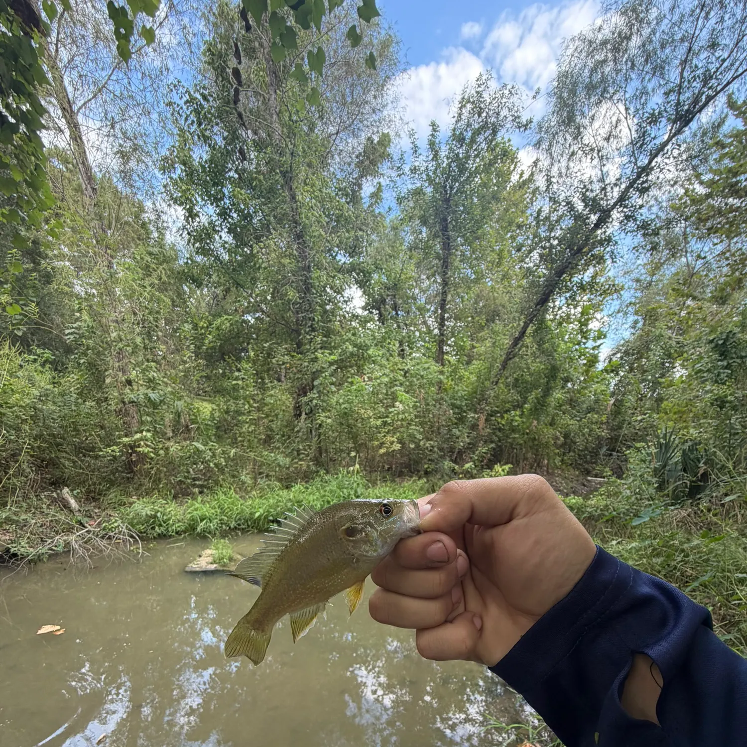 Green sunfish caught on Fishbrain