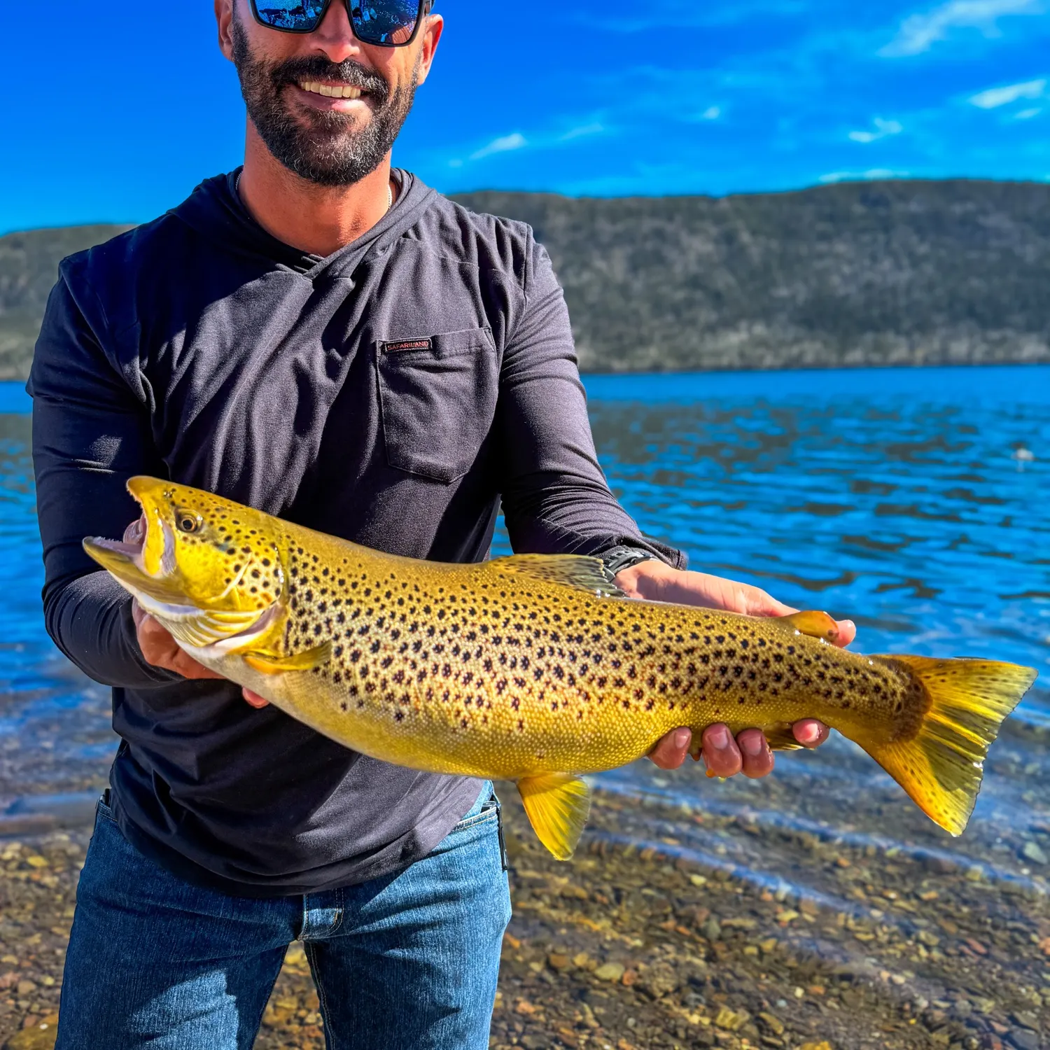 Brown trout caught on Fishbrain