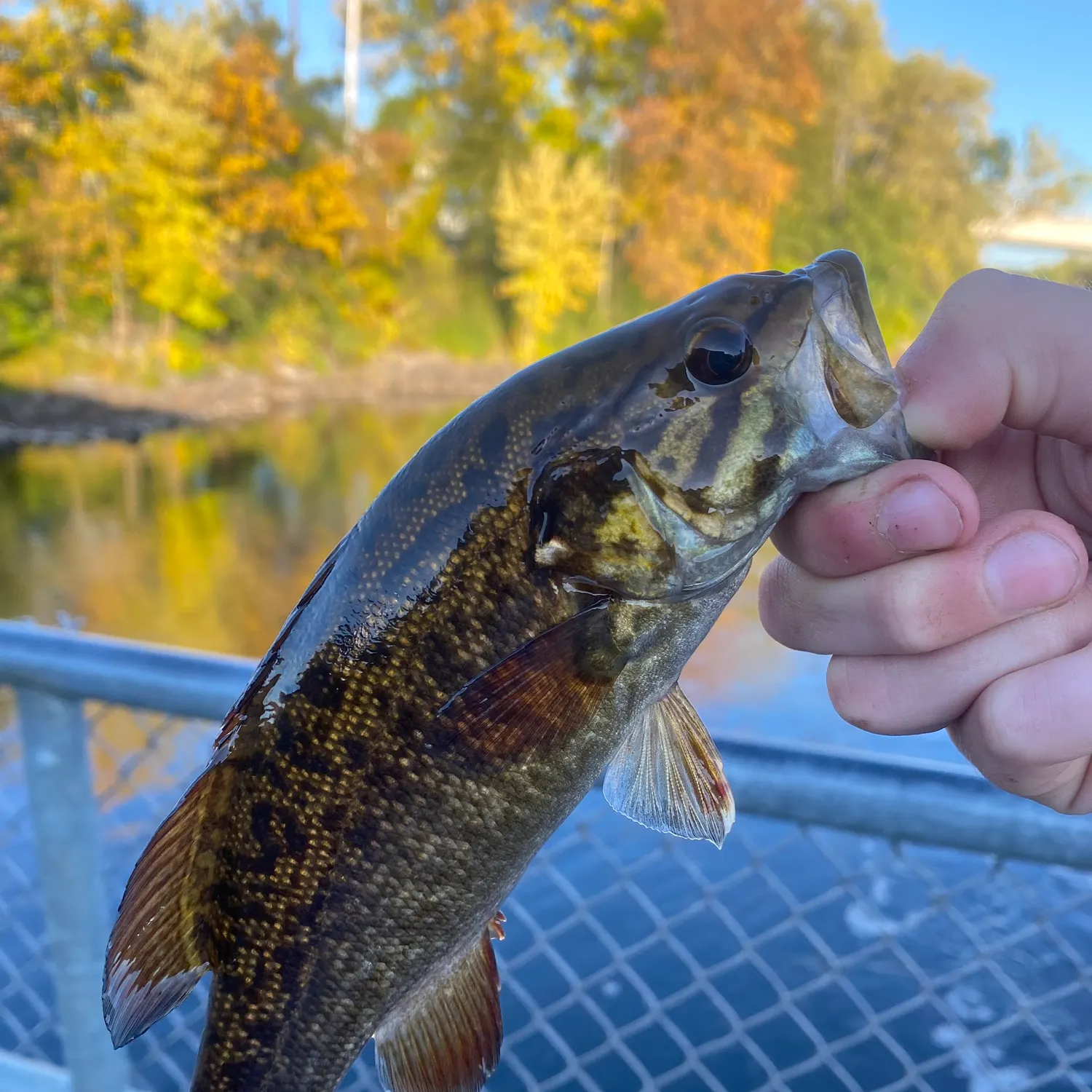 Smallmouth bass caught on Fishbrain
