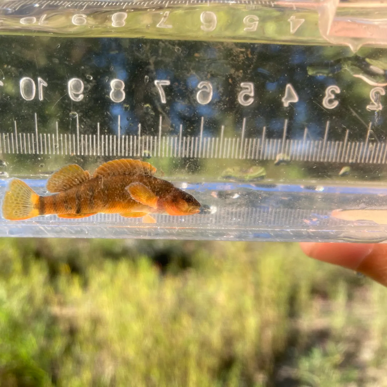 The most recent Tippecanoe darter catches on Fishbrain