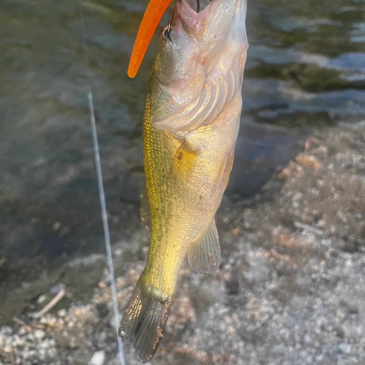 Largemouth bass caught on Fishbrain