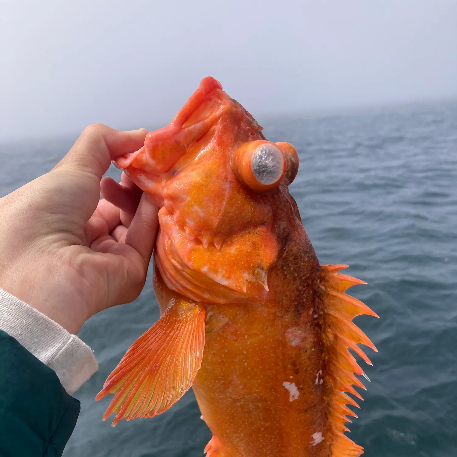 The most recent Vermilion rockfish catches on Fishbrain