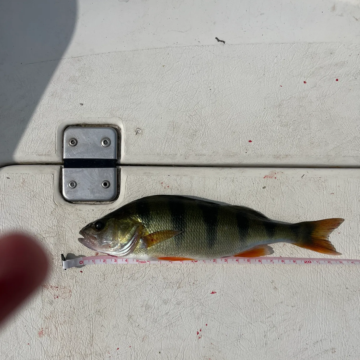 European perch caught on Fishbrain