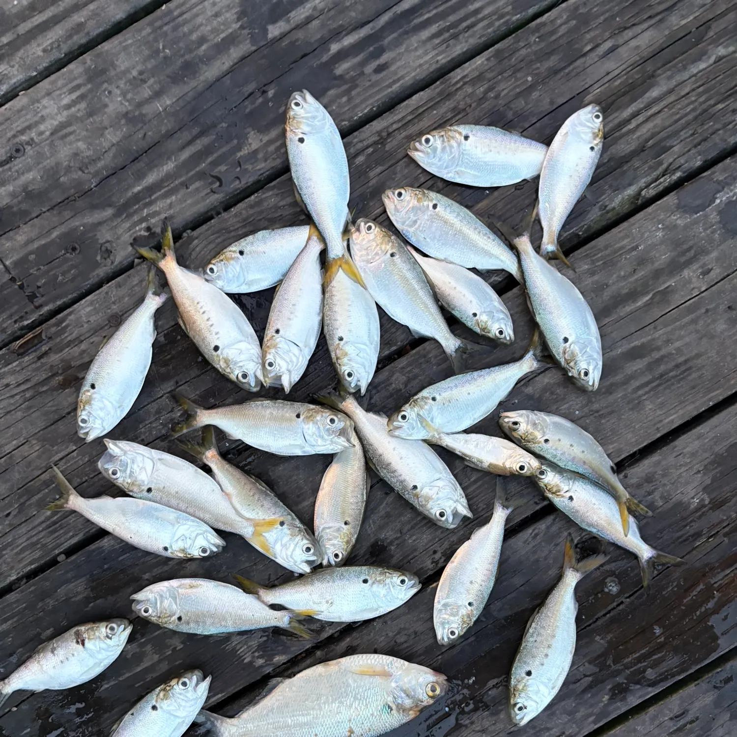 Hickory shad caught on Fishbrain