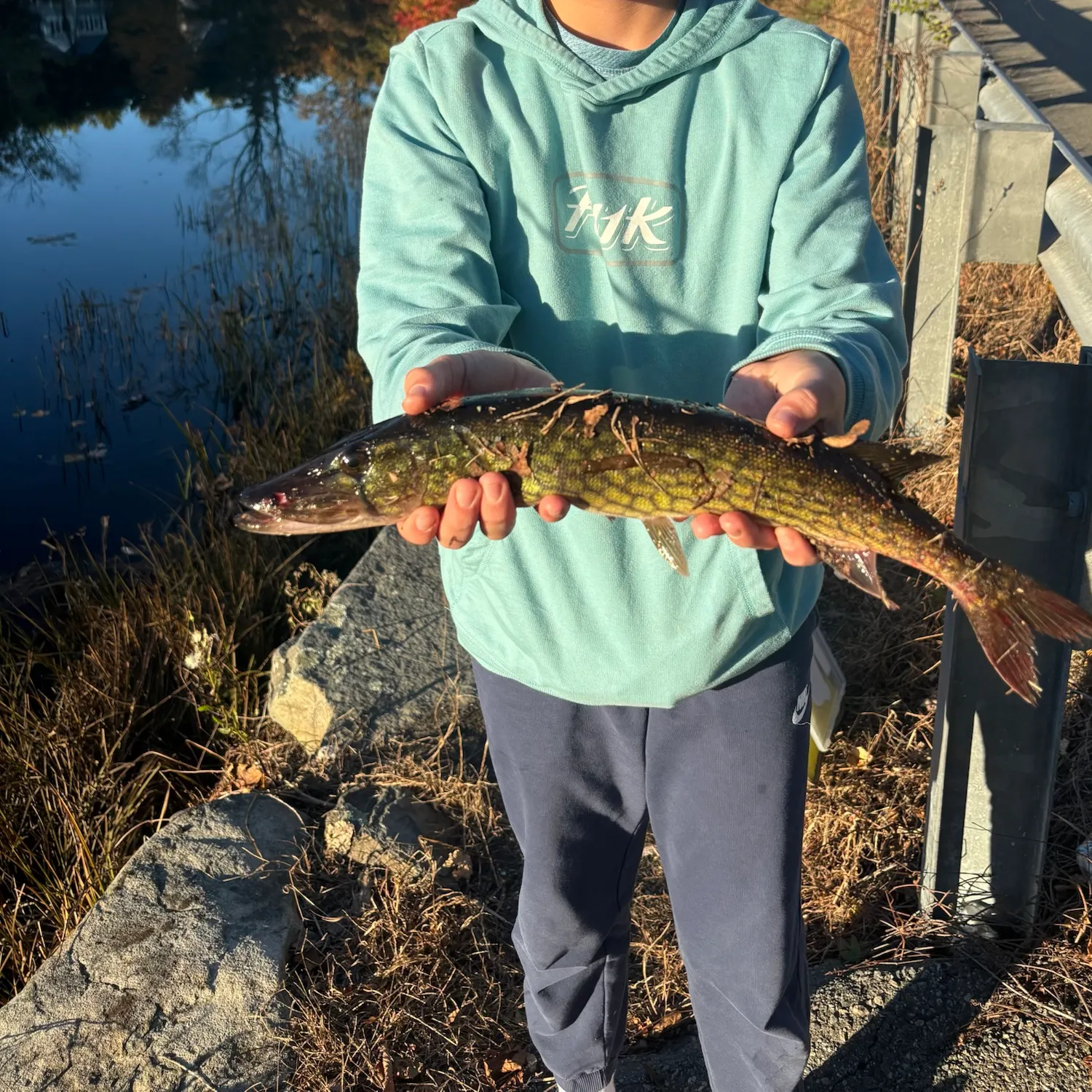 Chain pickerel caught on Fishbrain
