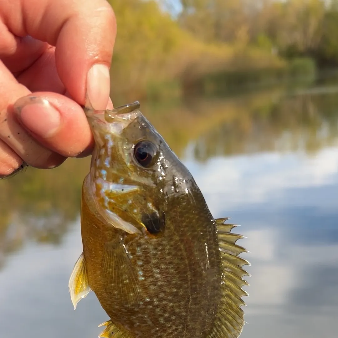 Greengill hybrid caught on Fishbrain