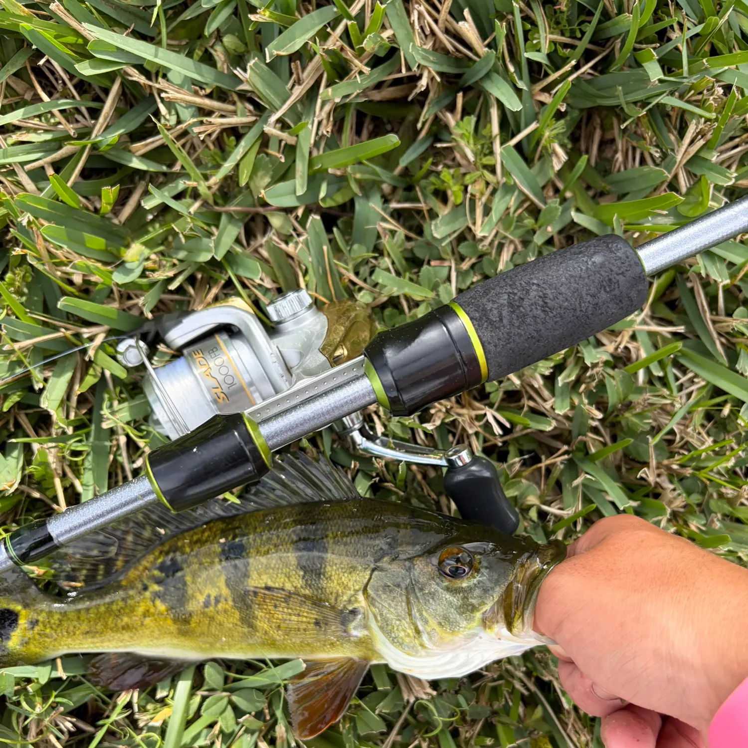 The most recent Butterfly peacock bass catches on Fishbrain