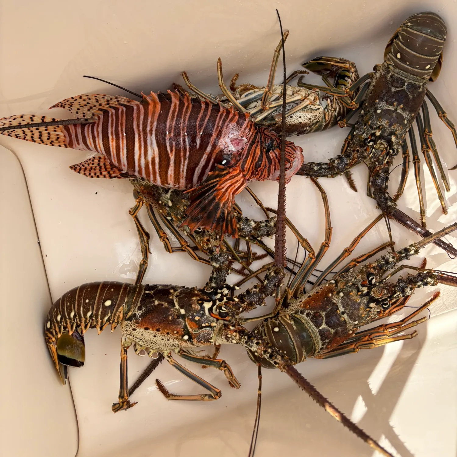 The most recent Red lionfish catches on Fishbrain