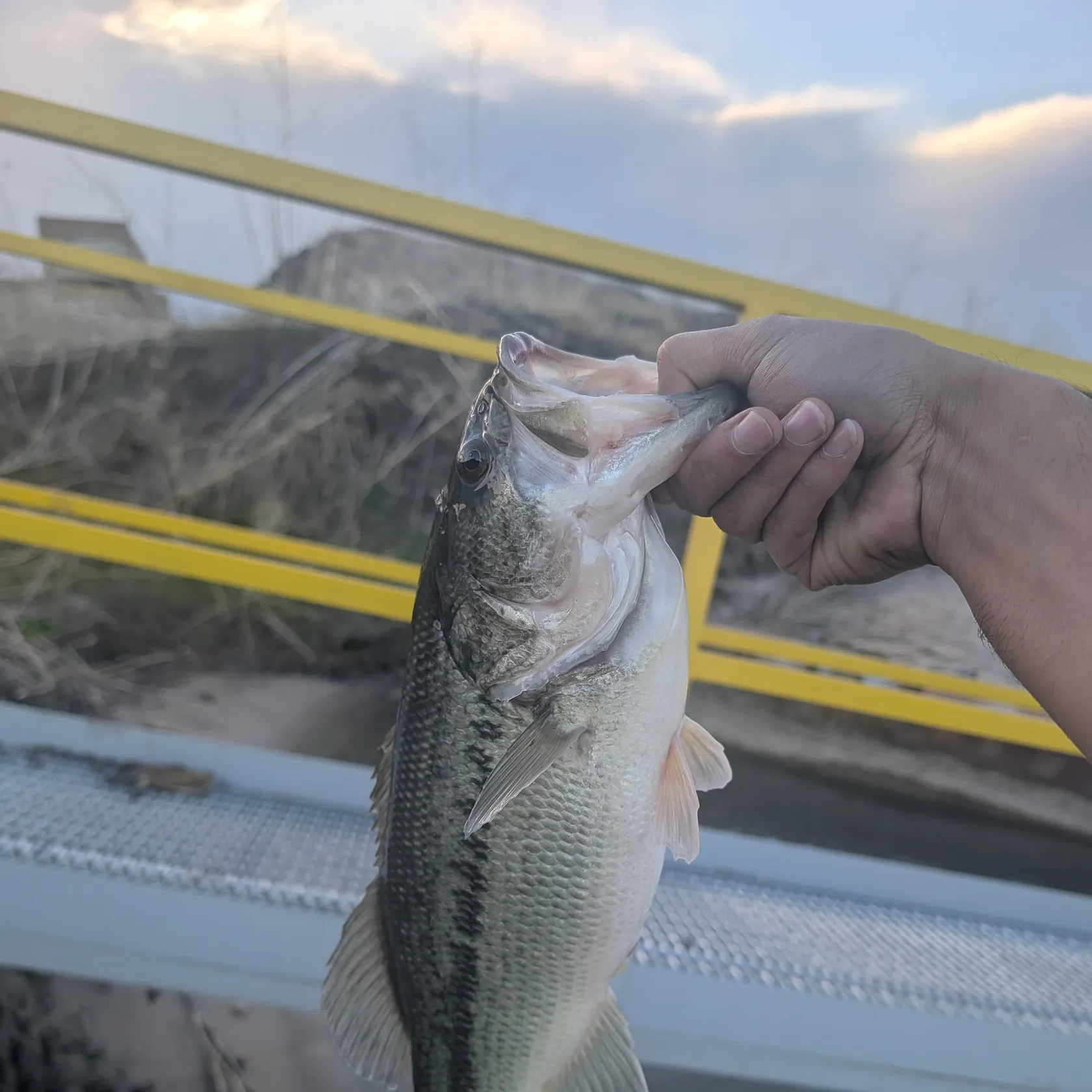 angler catch