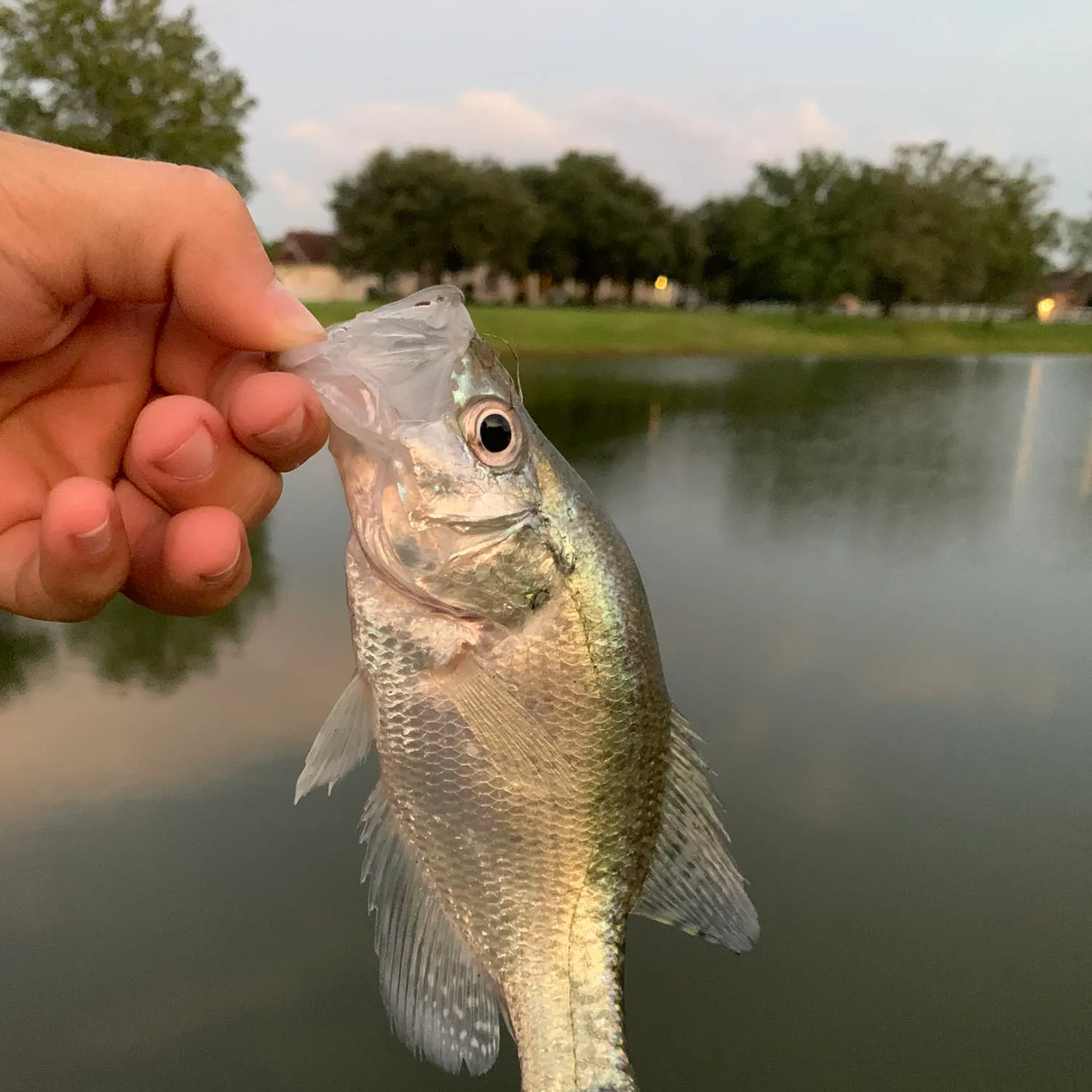 White crappie caught on Fishbrain