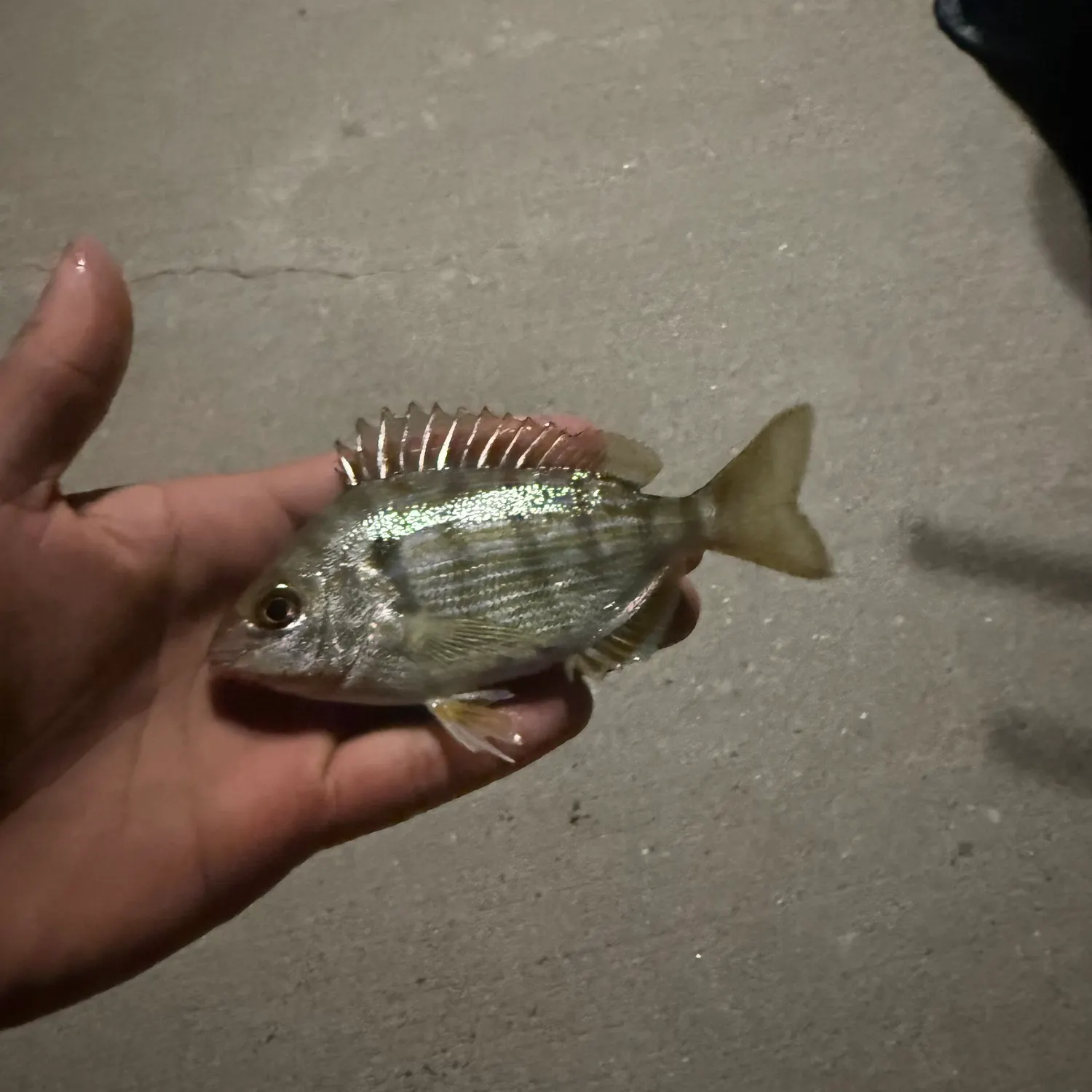 Pinfish caught on Fishbrain