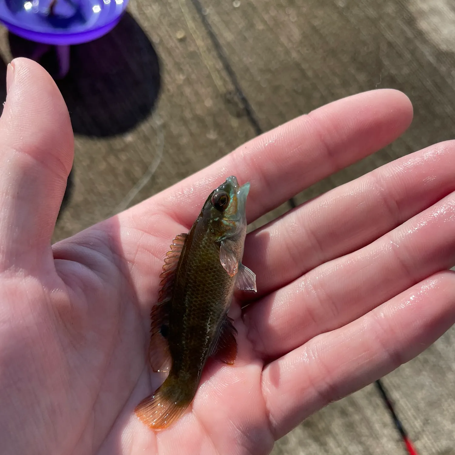 The most recent Cunner catches on Fishbrain