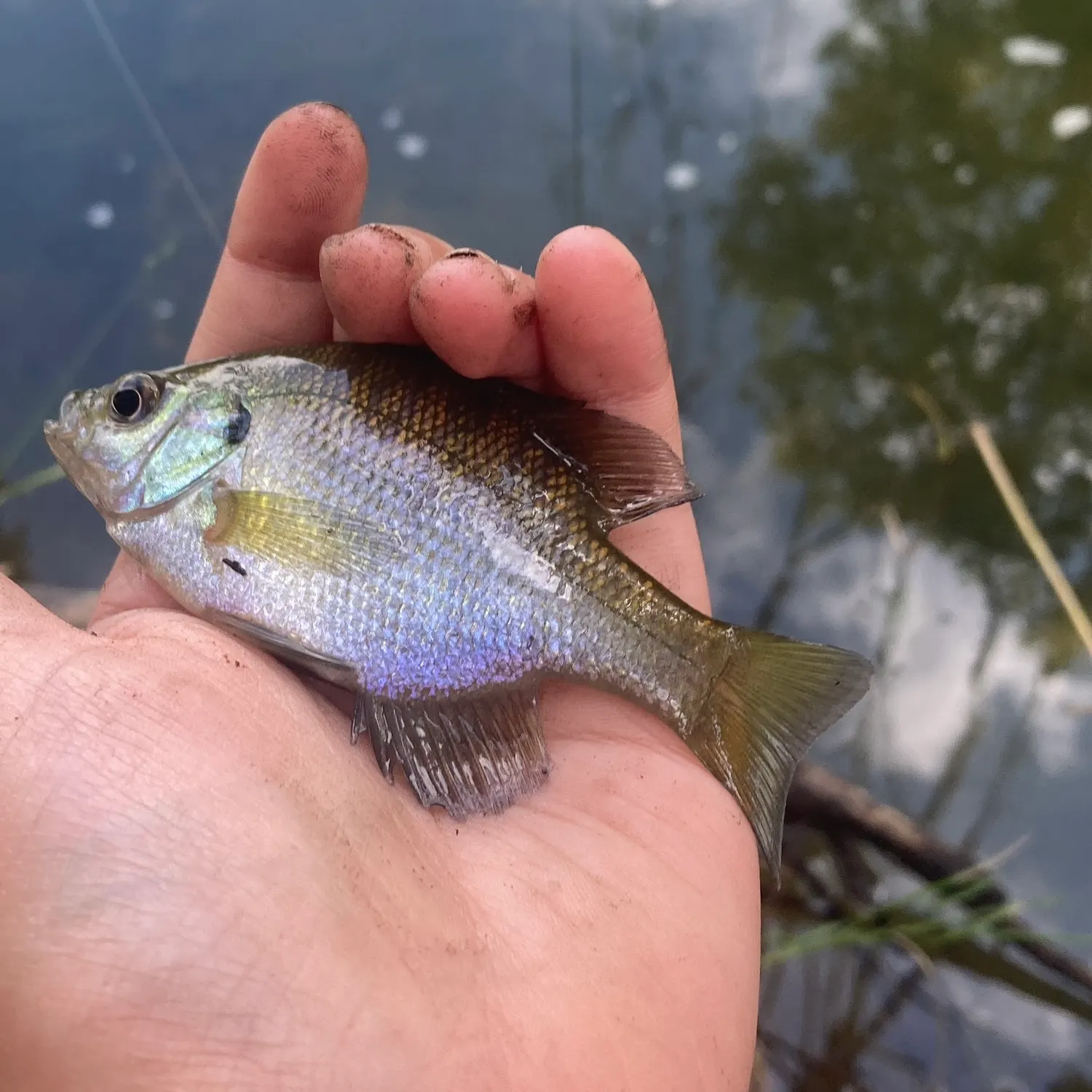 Bluegill caught on Fishbrain