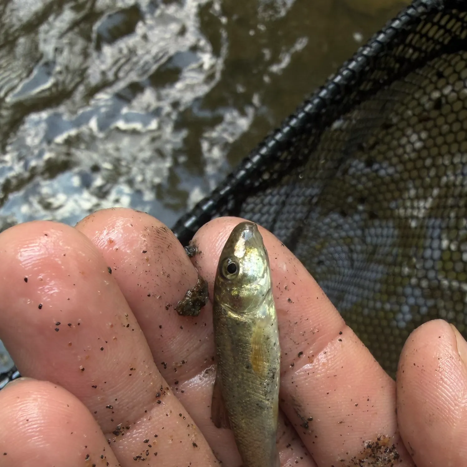 White sucker caught on Fishbrain