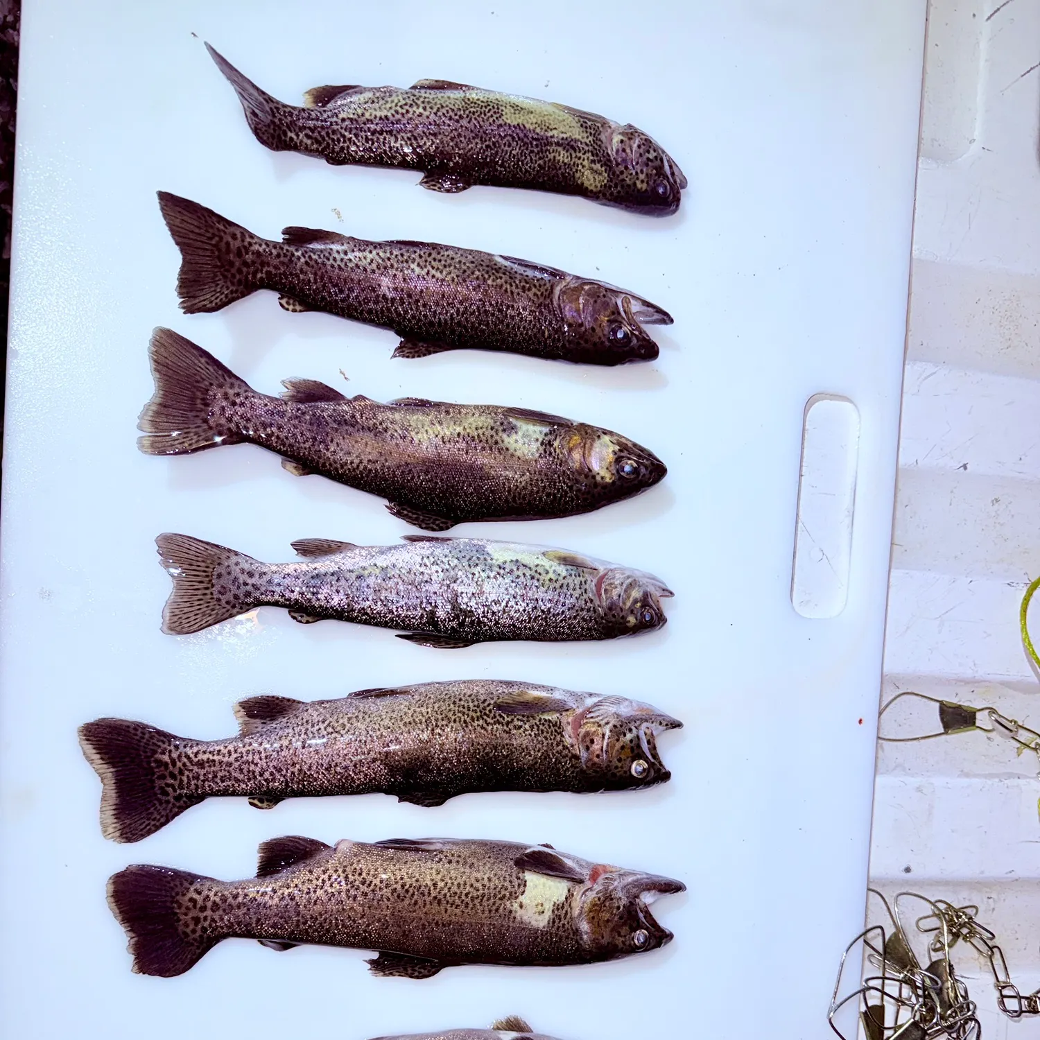 recently logged catches