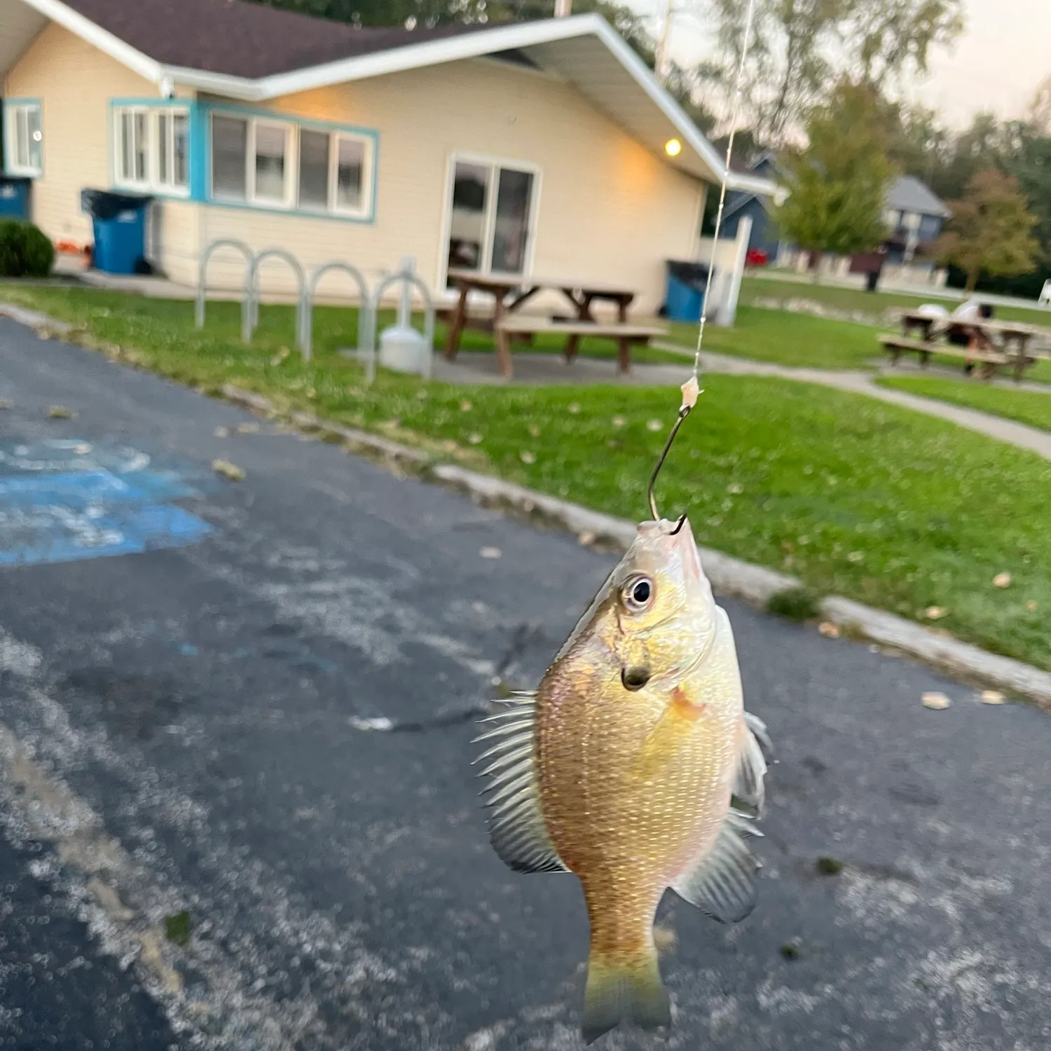 Bluegill caught on Fishbrain