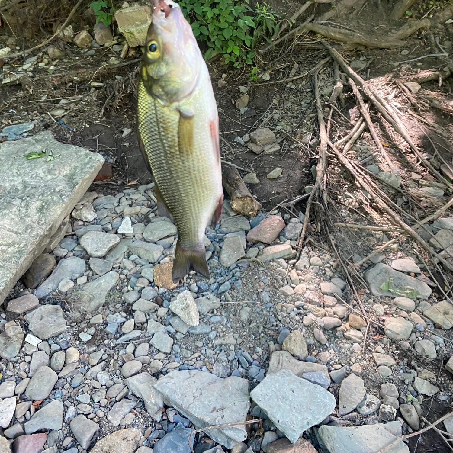 The most recent White bass catches on Fishbrain