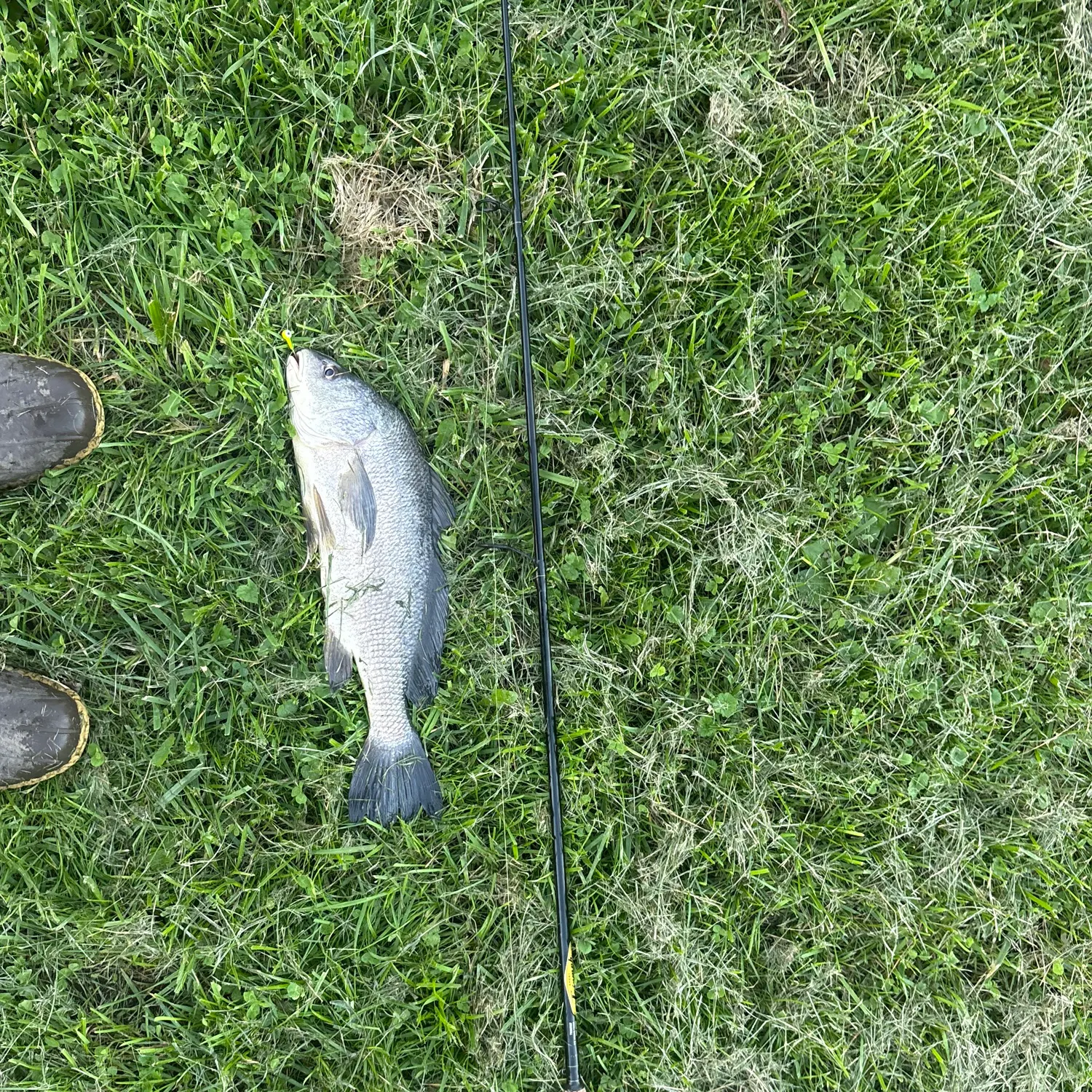 Freshwater drum caught on Fishbrain