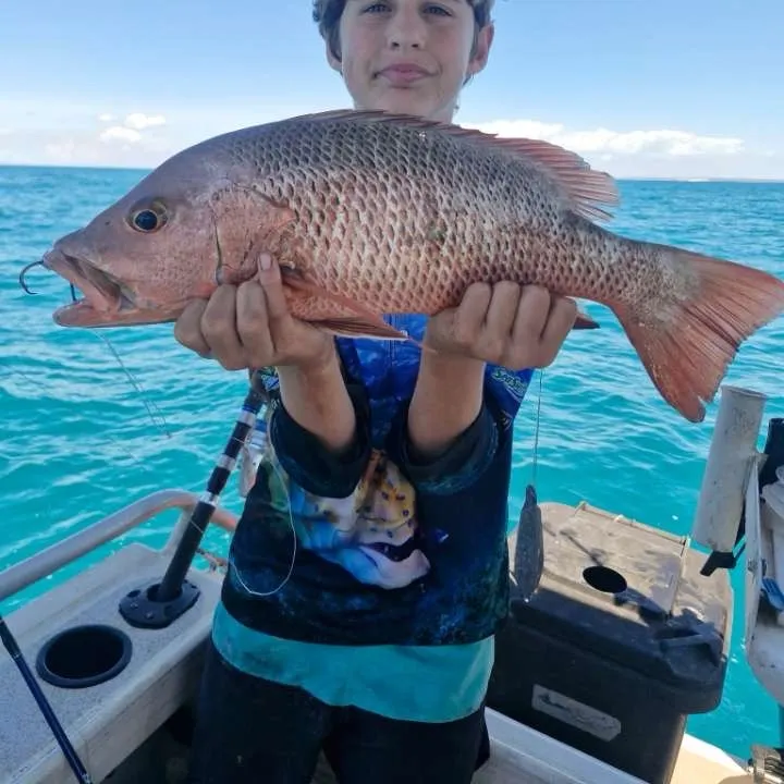 Mangrove red snapper caught on Fishbrain