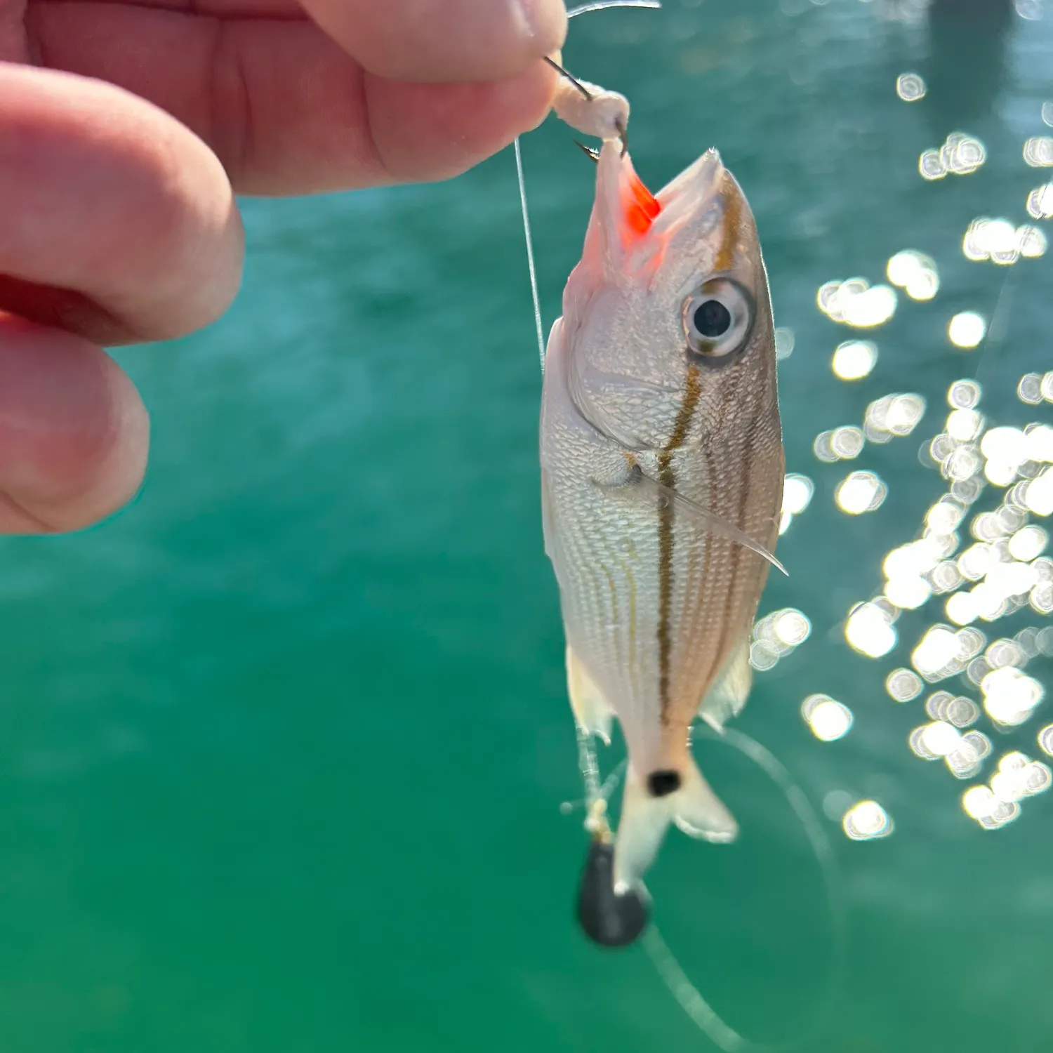 The most recent Tomtate grunt catches on Fishbrain