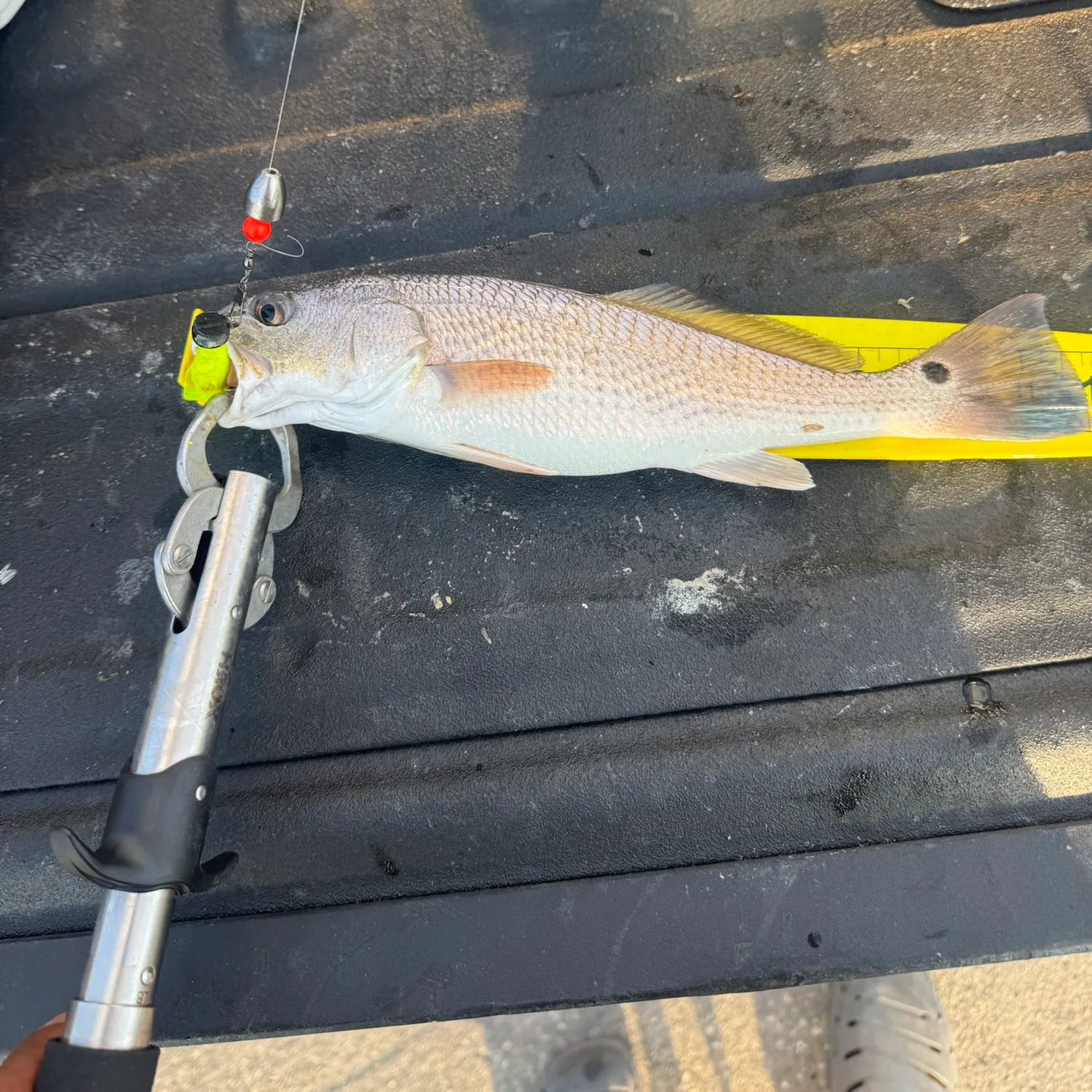 Red drum caught on Fishbrain