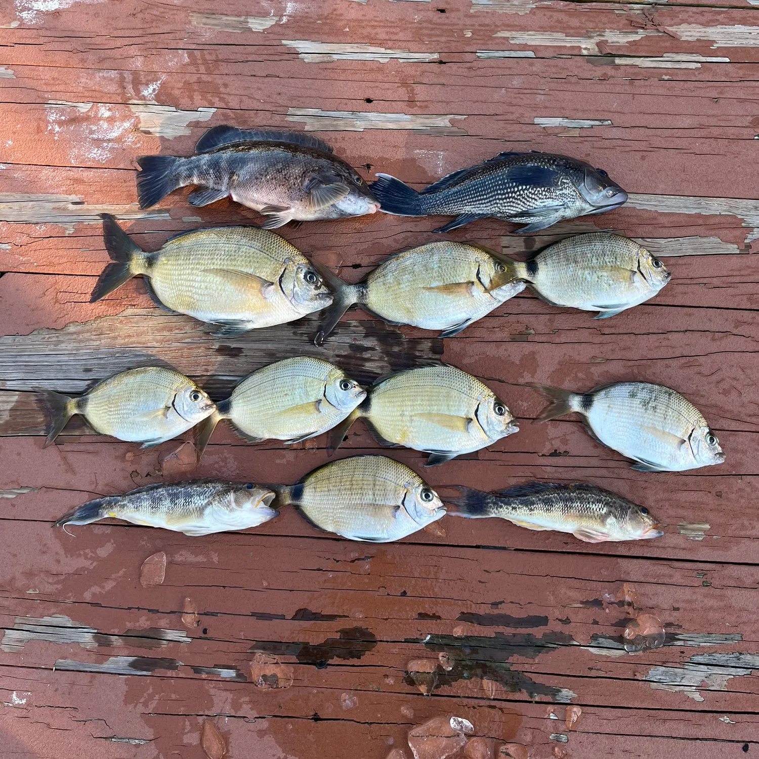 recently logged catches