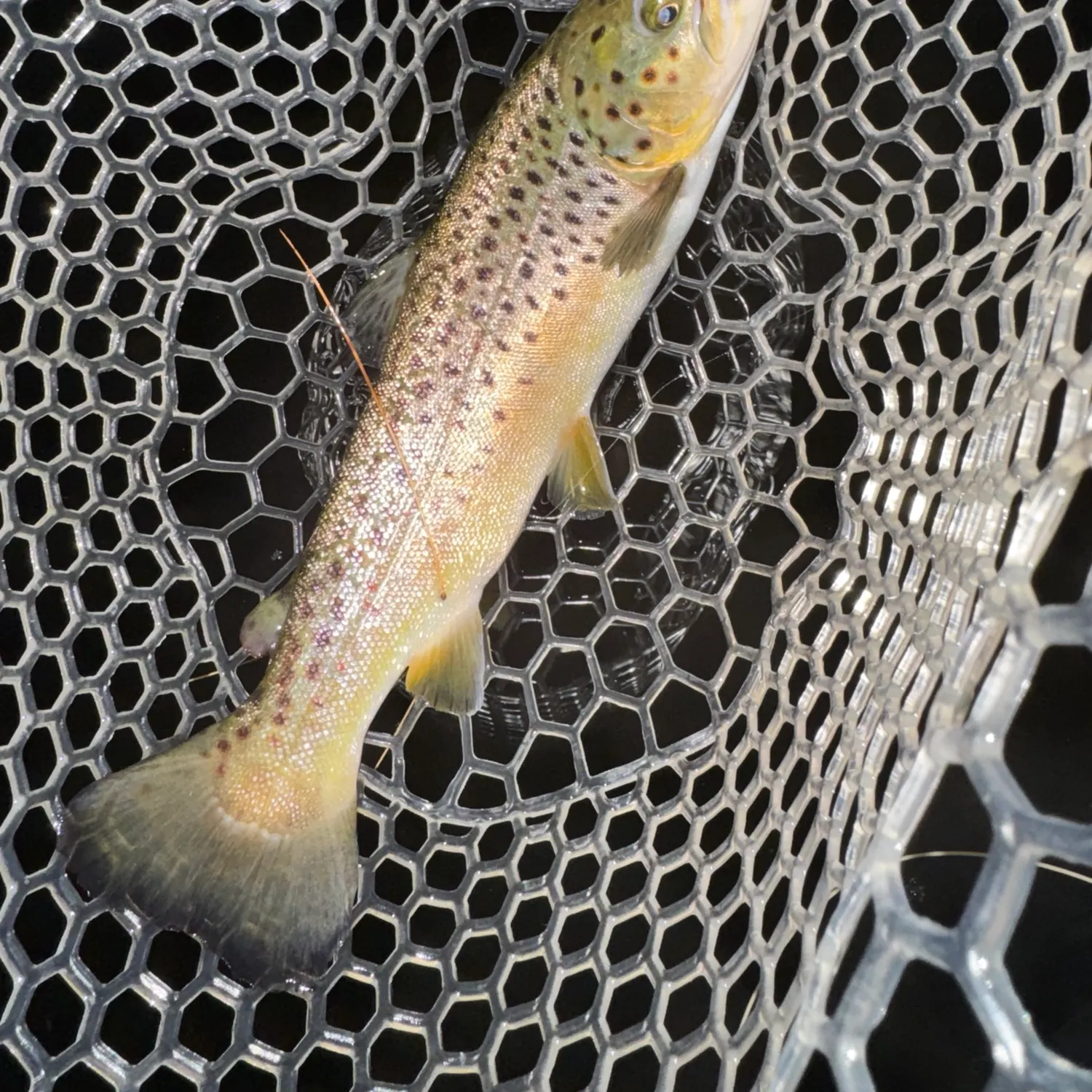 Brown trout caught on Fishbrain