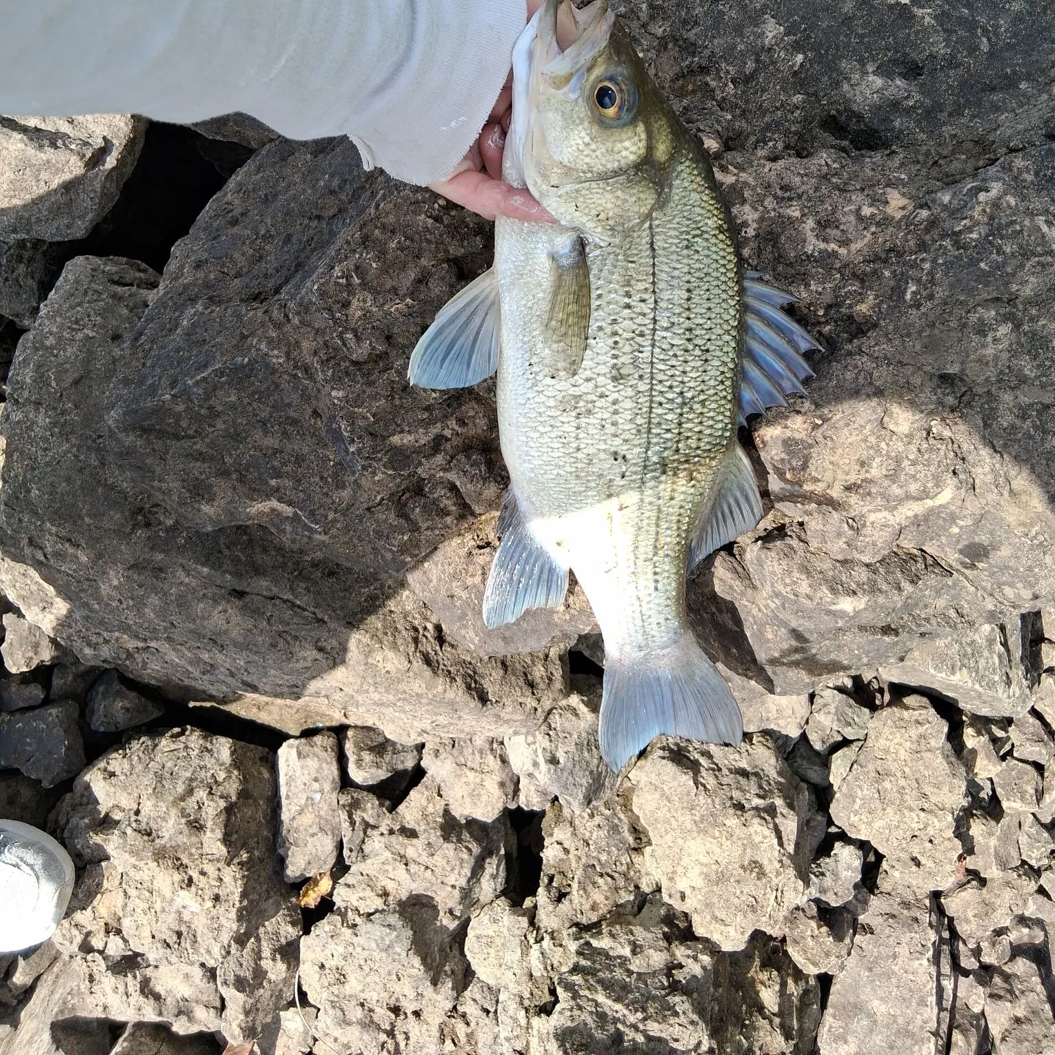 The most recent White bass catches on Fishbrain