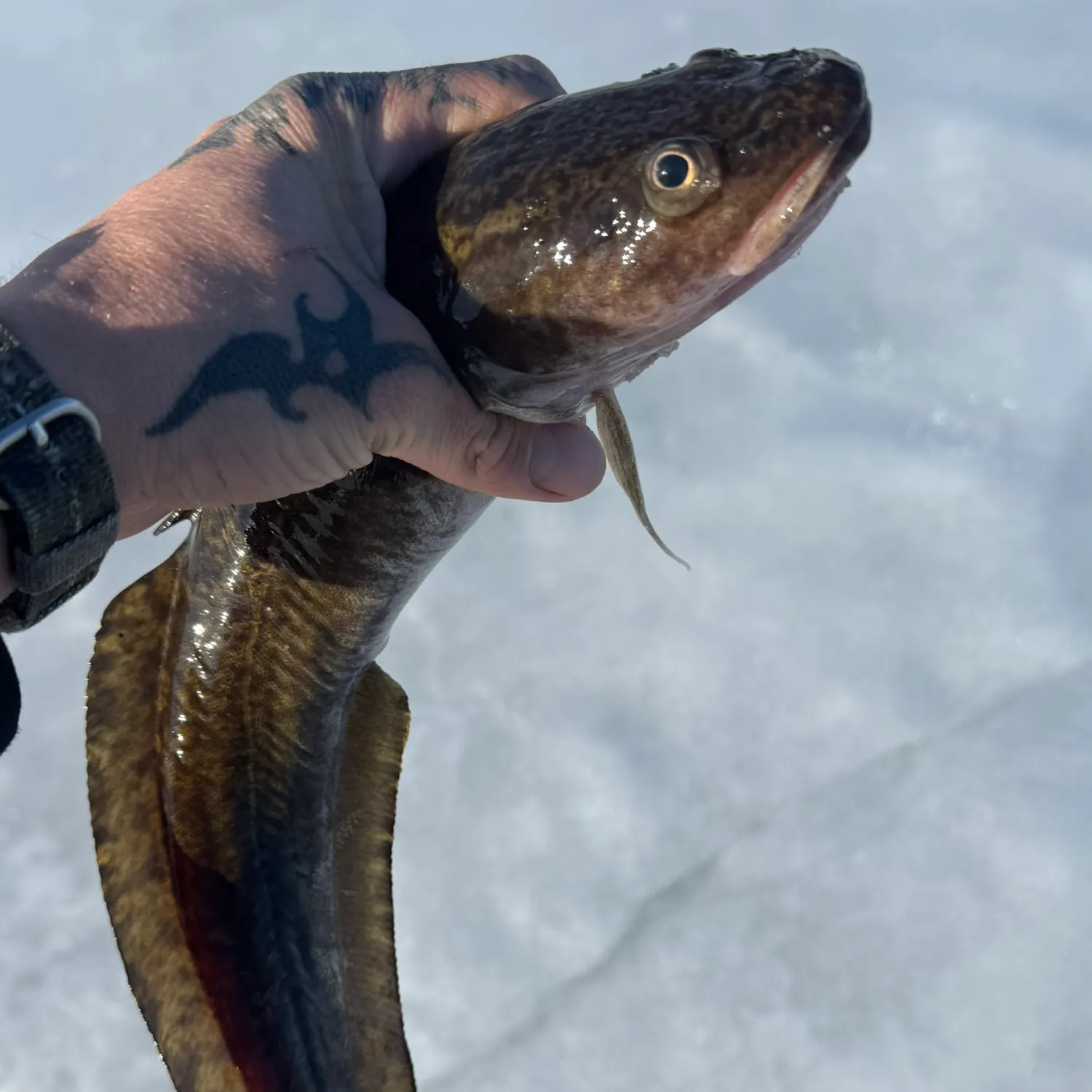 The most recent Tusk catches on Fishbrain