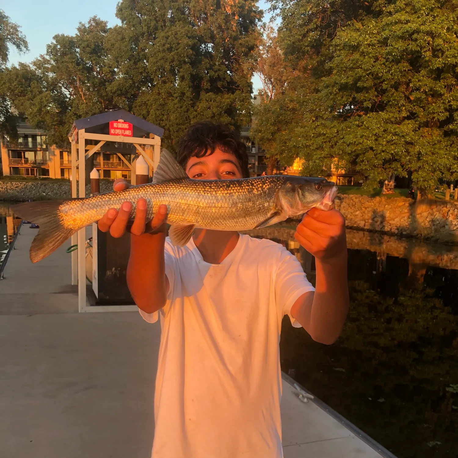 Sacramento pikeminnow caught on Fishbrain