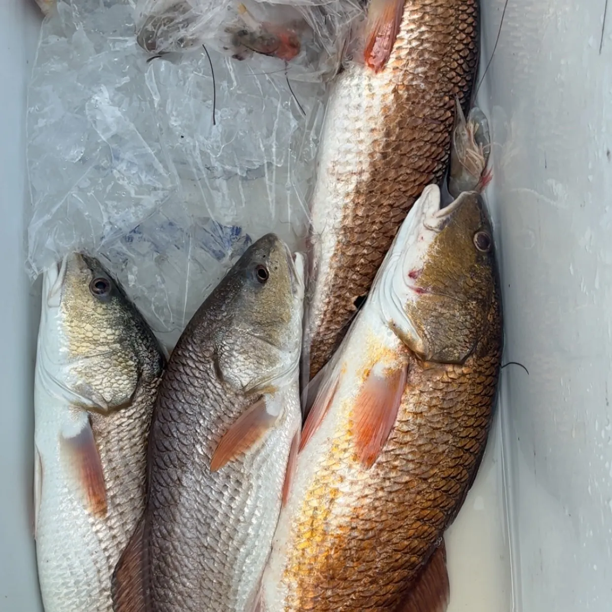 Red drum caught on Fishbrain