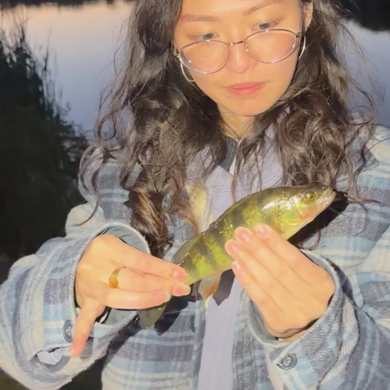 Yellow perch caught on Fishbrain