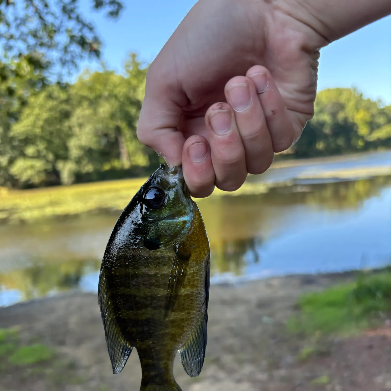 Bluegill caught on Fishbrain