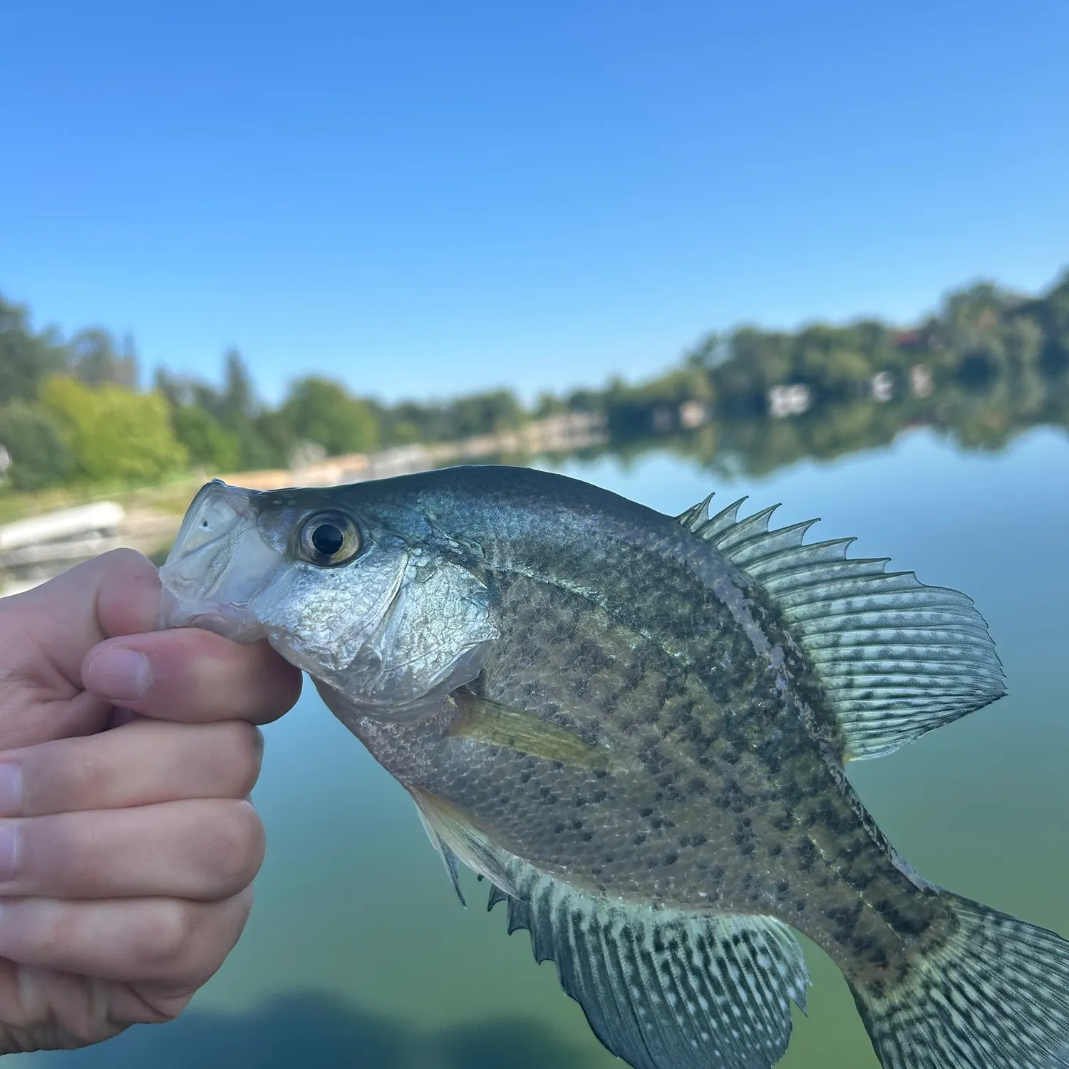 White crappie caught on Fishbrain
