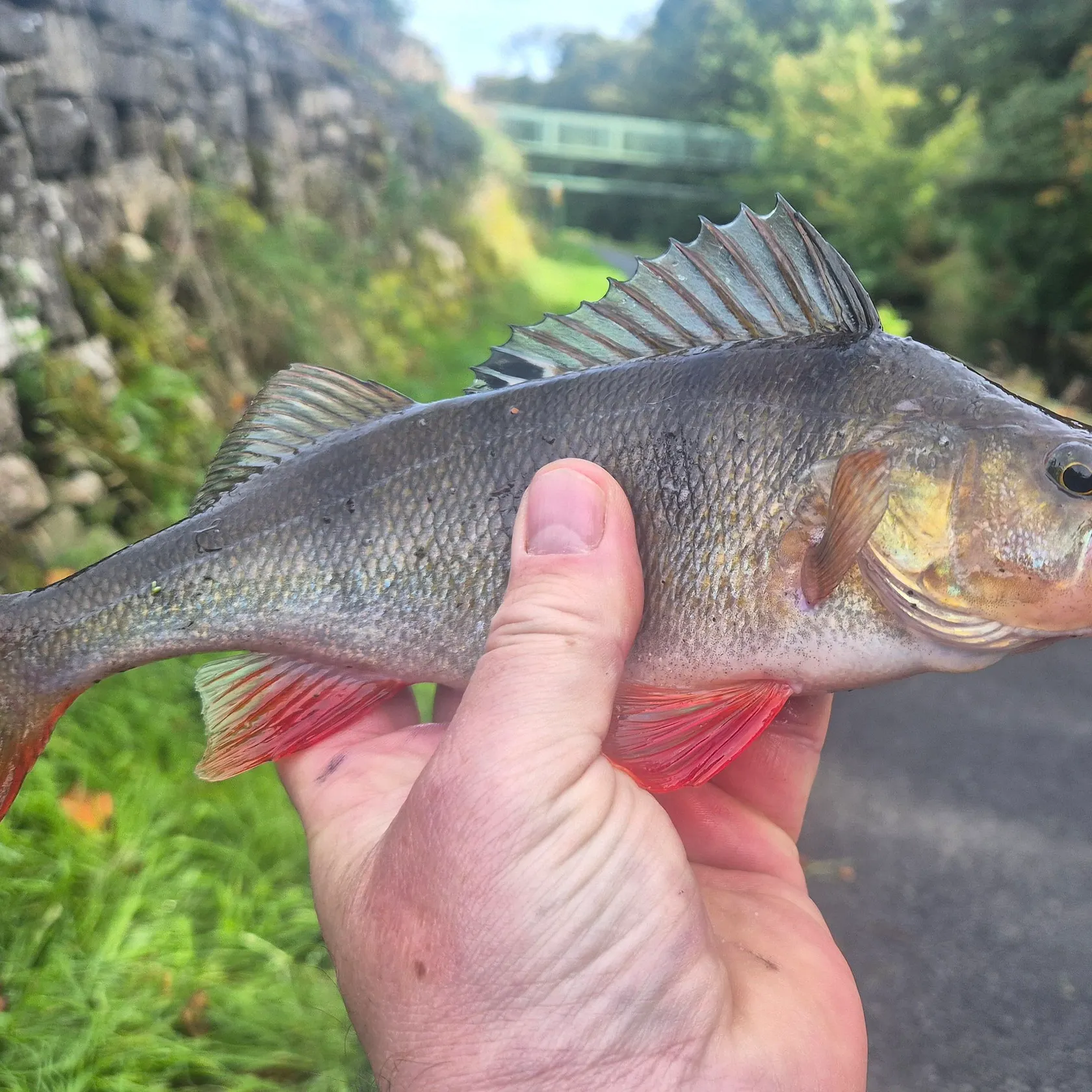 European perch caught on Fishbrain