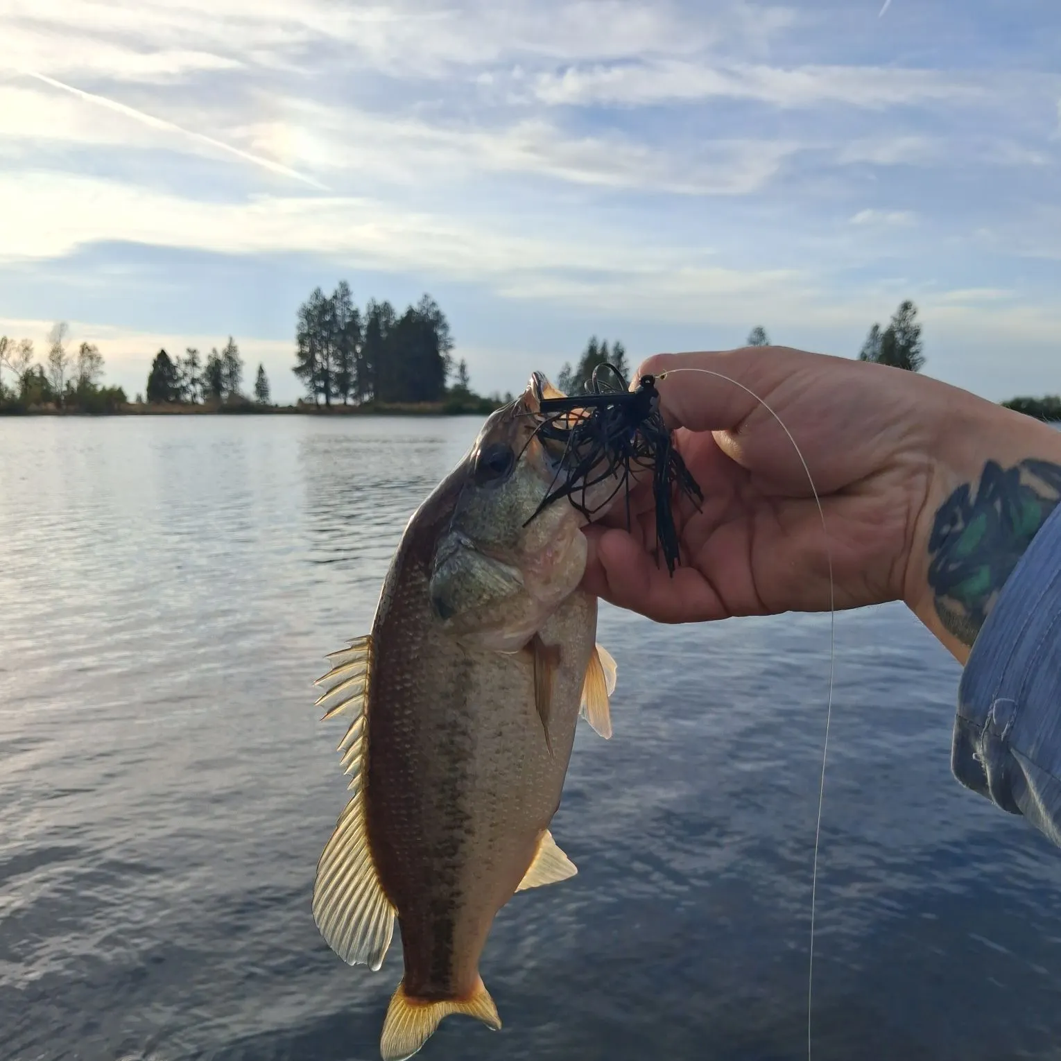 Largemouth bass caught on Fishbrain