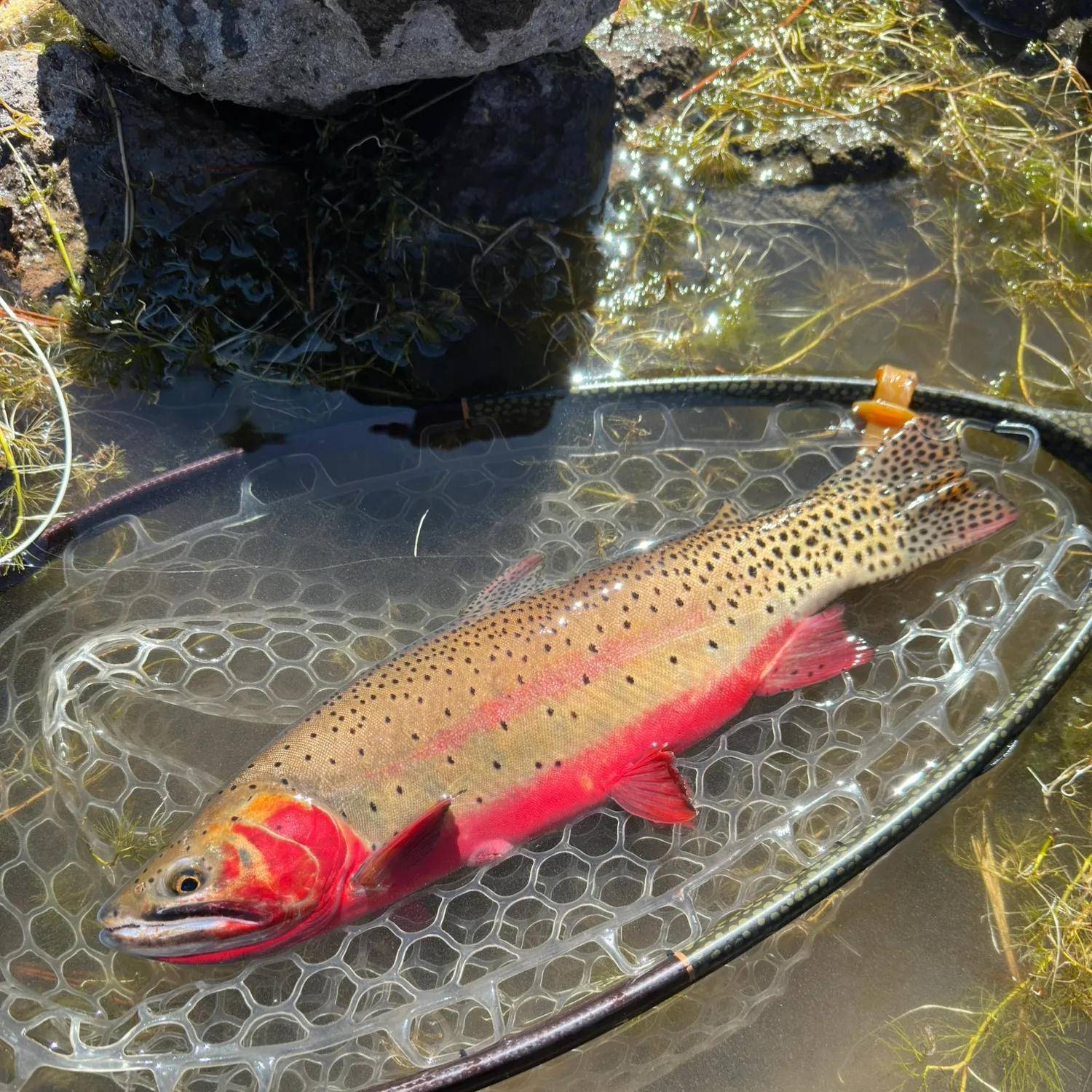 The most recent Colorado river cutthroat trout catches on Fishbrain