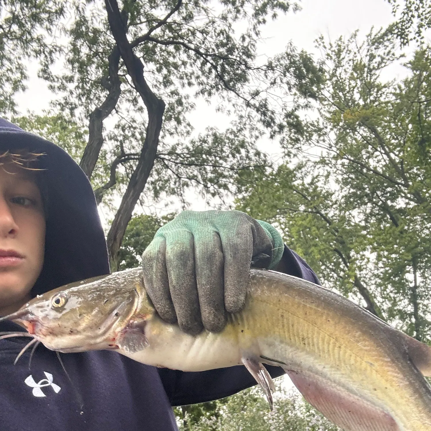 Channel catfish caught on Fishbrain