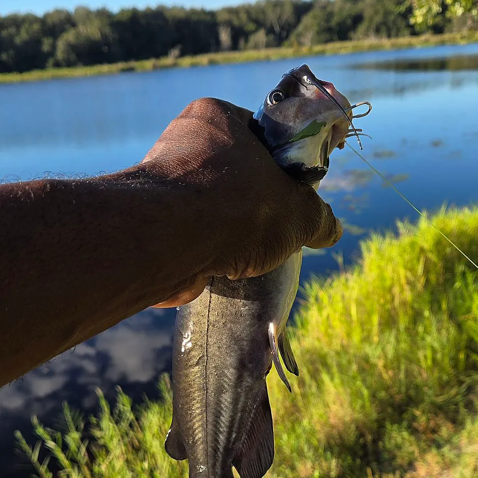 Channel catfish caught on Fishbrain