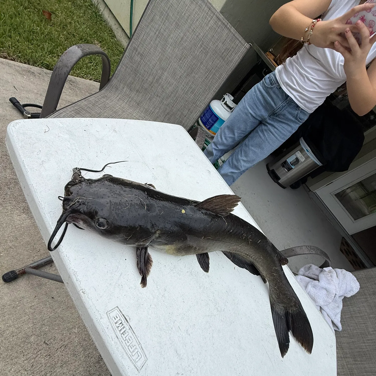 Channel catfish caught on Fishbrain