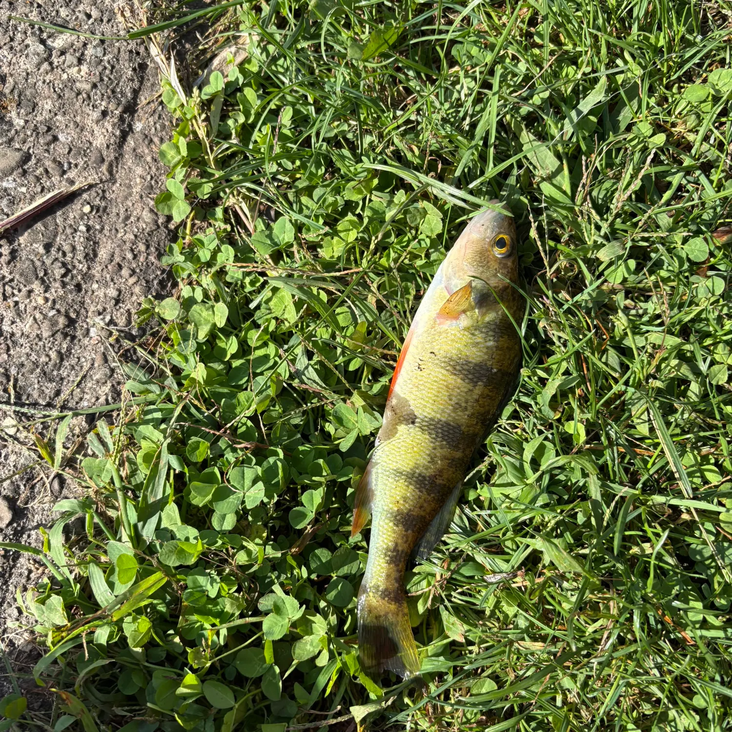 Yellow perch caught on Fishbrain