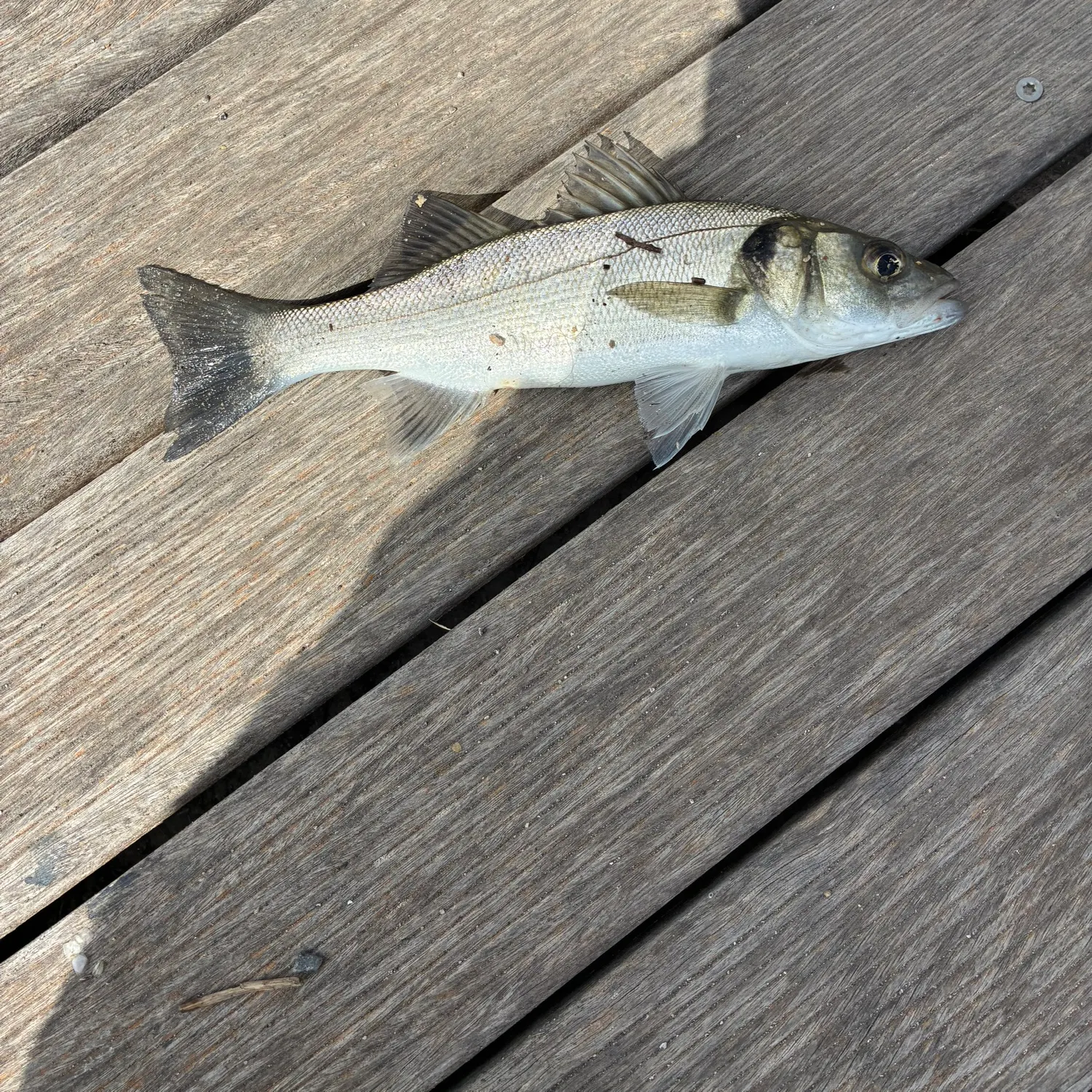 European seabass caught on Fishbrain