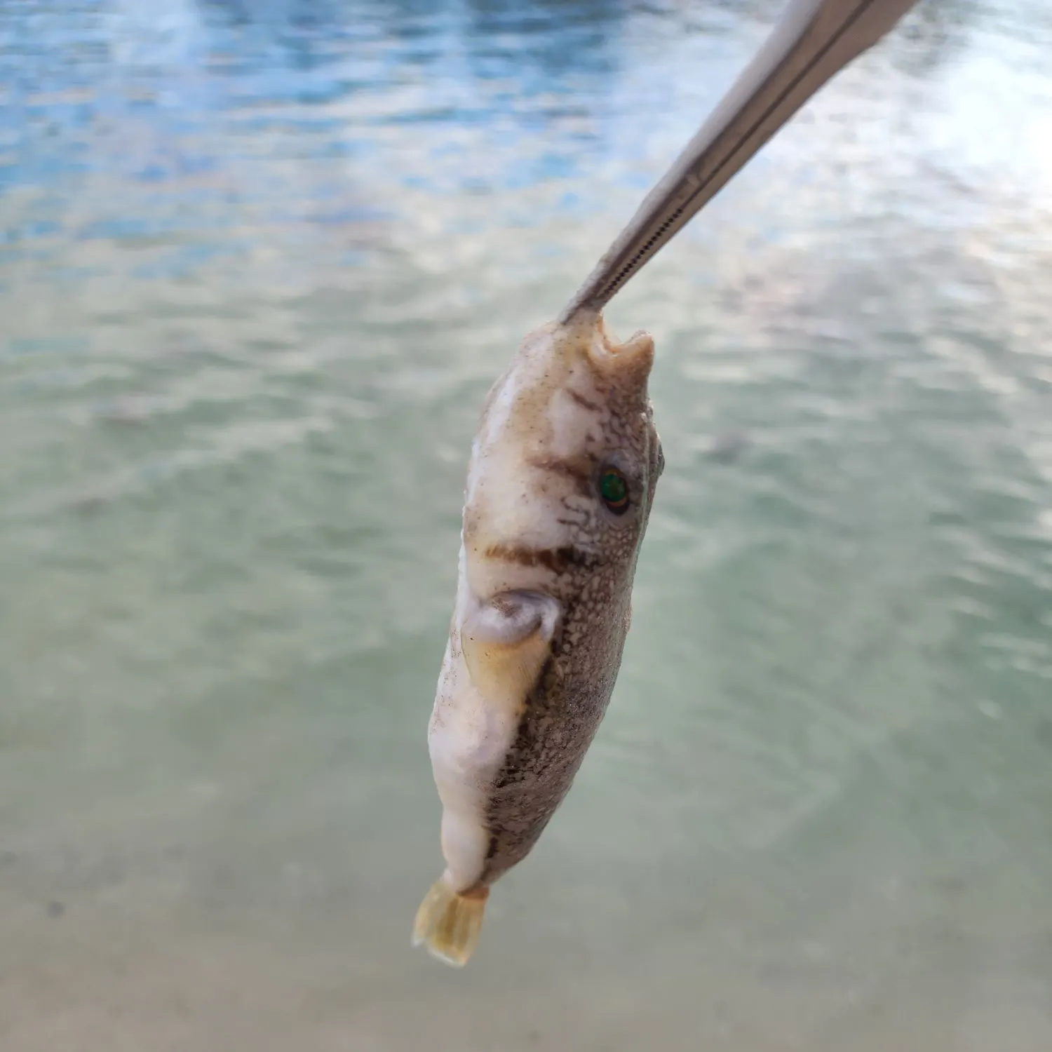 The most recent Common toadfish catches on Fishbrain