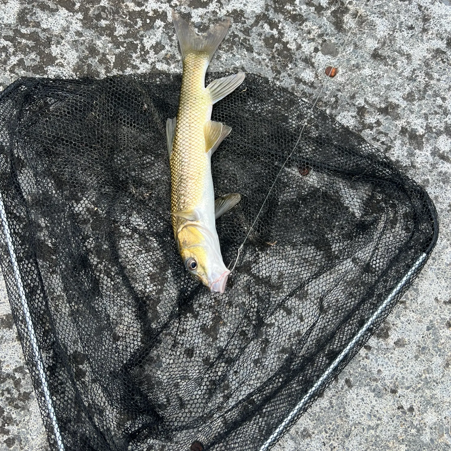 The most recent Common barbel catches on Fishbrain