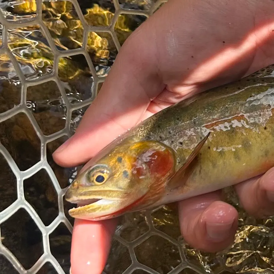 The most recent Greenback cutthroat trout catches on Fishbrain