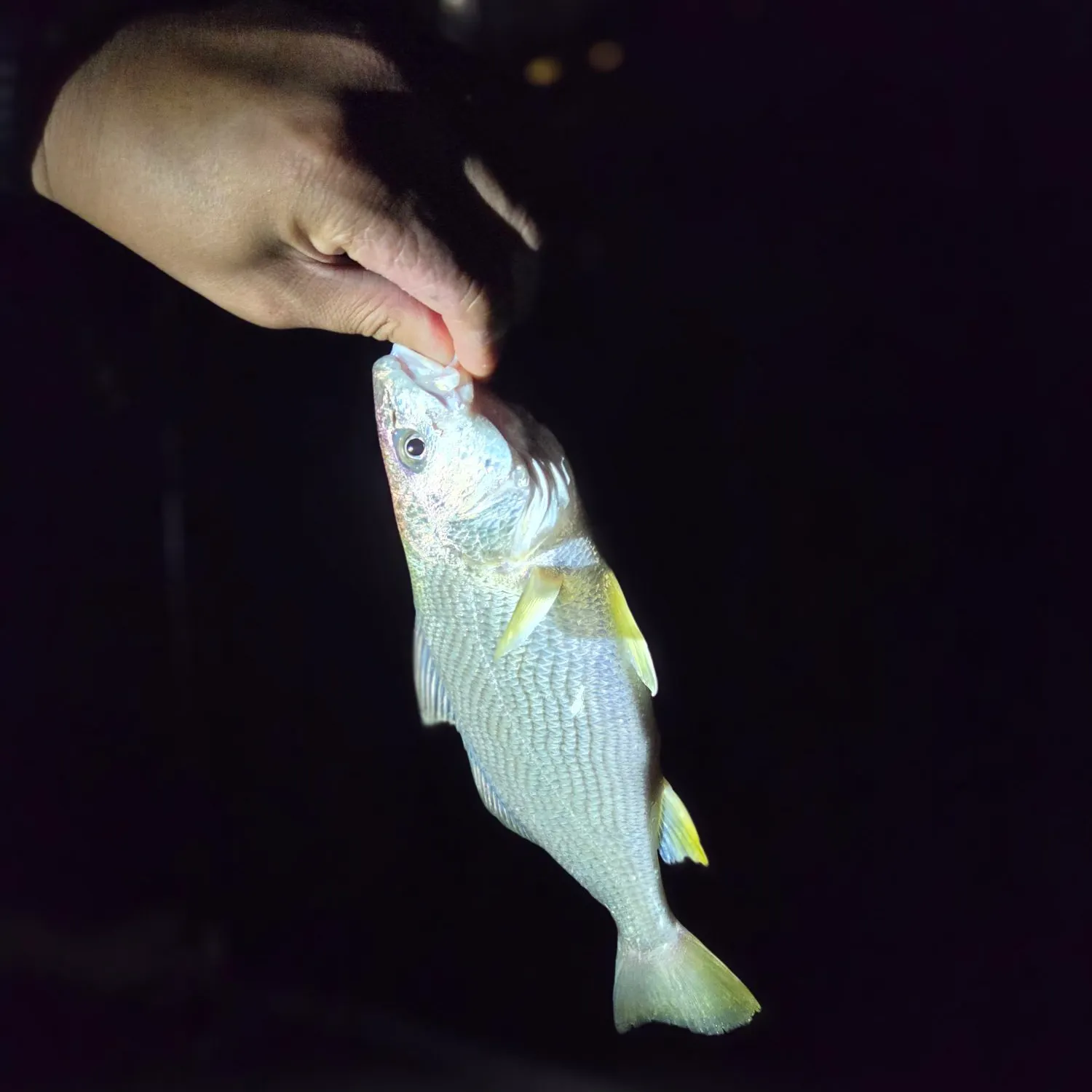 Yellowfin croaker caught on Fishbrain