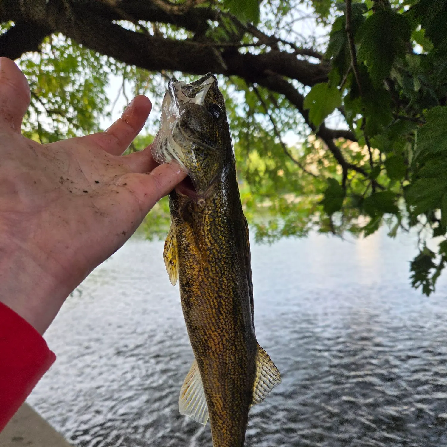 The most recent Sauger catches on Fishbrain