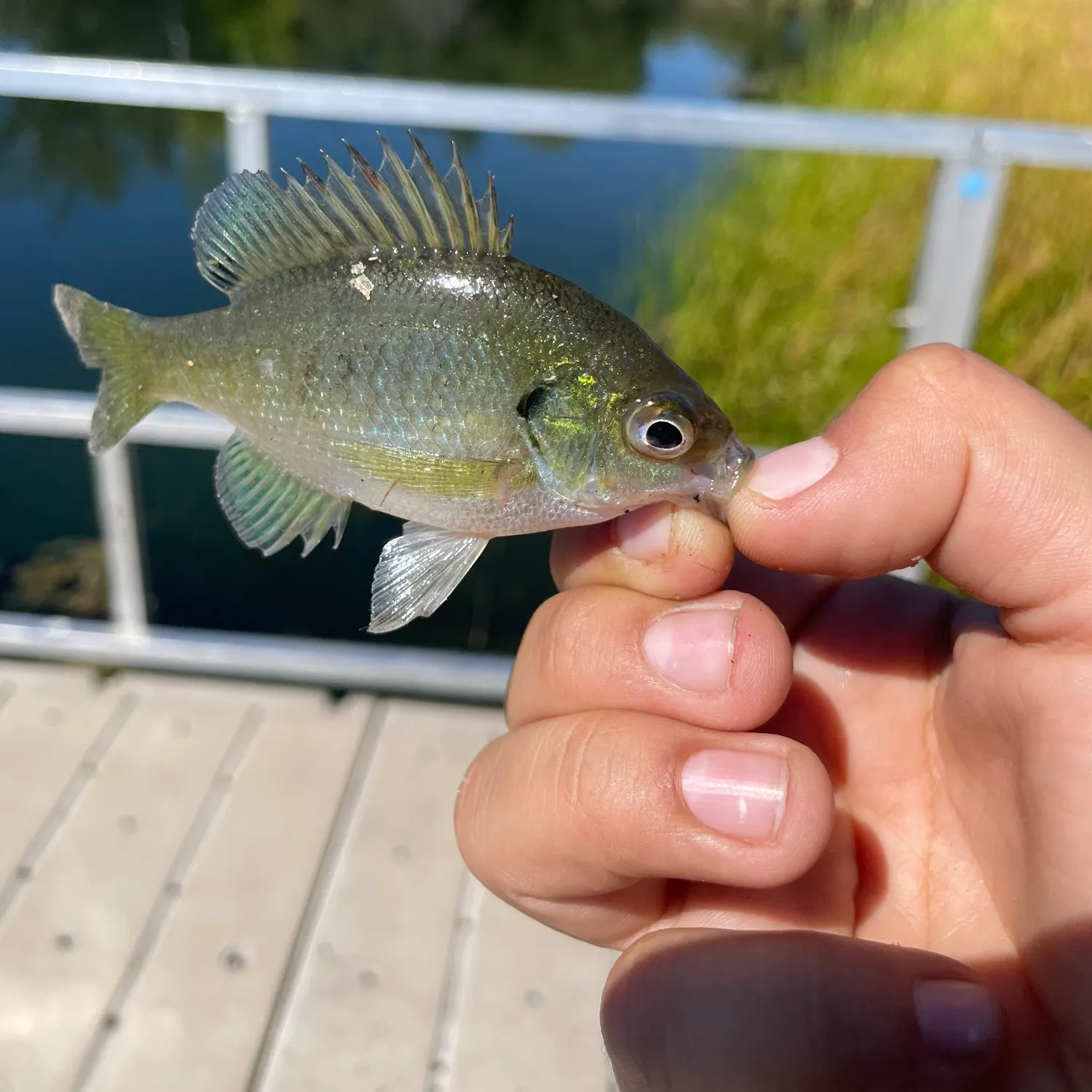 Bluegill caught on Fishbrain